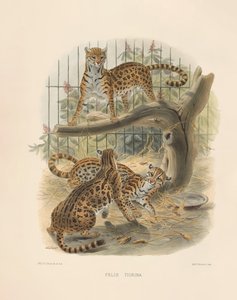 Ocelot
