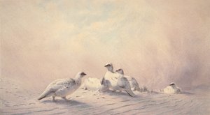 Ptarmigan, Winter, 1873