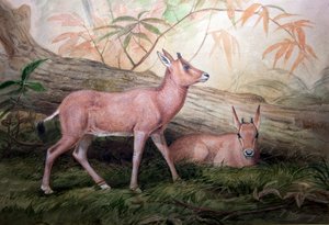 Scimitar Horned Oryx Calves