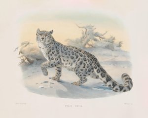 Snow Leopard (Felis uncia)
