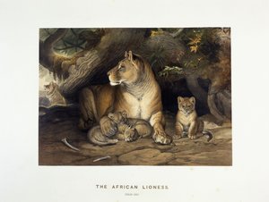 The African Lioness
