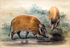 The Red-river Hog