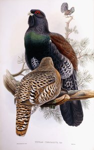 Wood Grouse