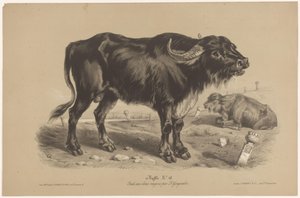 Buffalo (Animal Studies in Two Types of Chalk) by Joseph Zephyris Gengembre