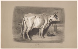 Cow in a Stable