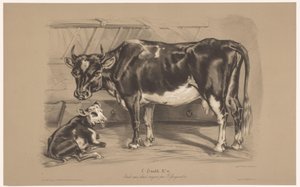 Cow with Calf in a Stable by Joseph Zephyris Gengembre