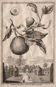 Nuremberg Hesperides: Bergamot Lemon, 1714