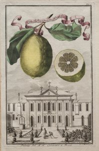 Nurnbergische Hesperides: No125 - Limon Ponzino da Neapoli. Palazzo del N. H. Cornaro à Fiesso