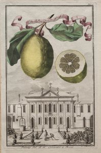 Nurnbergische Hesperides: No. 125 - Limon Ponzino da Neapoli. Palazzo del N. H. Cornaro à Fiesso