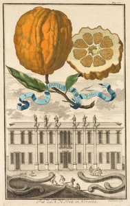 Nurnbergische Hesperides: No. 185 - Aranzo Striato dolce. Palazzo del N. H. Fonte in Noventa