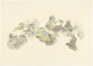 Study of Leaves by Josephus Augustus Knip