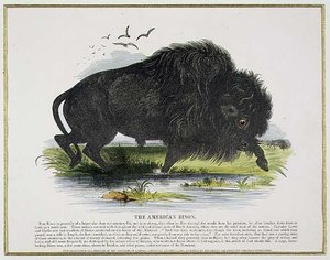 The American Bison, educational illustration pub. by the Society for Promoting Christian Knowledge by Josiah Wood Whymper