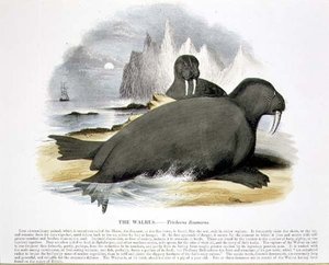The Walrus (Trichecus rosmarus) educational illustration pub. by the Society for Promoting Christian Knowledge by Josiah Wood Whymper