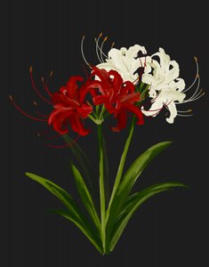 Red White Spider Lilies by Josie George