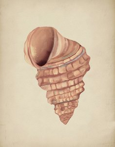 Spiral Seashell Study