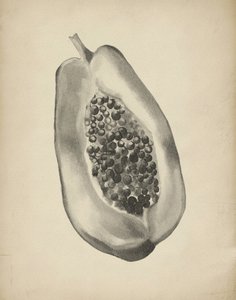 Tropical Papaya Half by Josie George