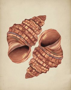 Two Conch Shells