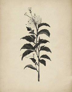 Vintage Botanical Illustration by Josie George