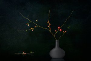 Dark Blooming Branches by Juan Antonio Palacios