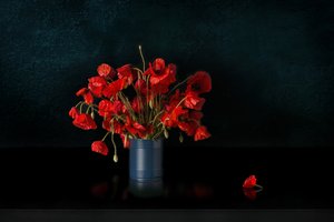 Dramatic Red Poppies by Juan Antonio Palacios