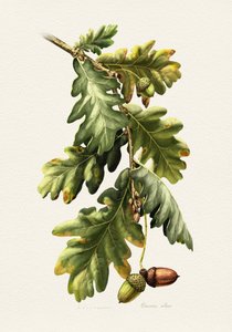 Botanical Oak Acorns