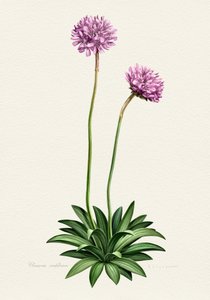Purple Botanical Bloom