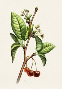 Sweet Cherry Botanical Branch