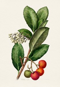 Vintage Strawberry Tree