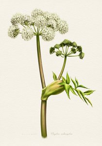 White Angelica Botanical Illustration by Juan Hernaz