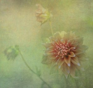 Dreamy Dahlia Bloom by Judy Tseng