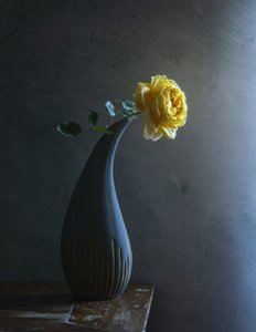 Moody Yellow Rose