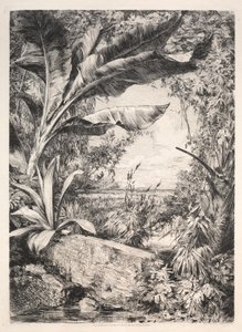 Plants of the Greenhouse, 1872