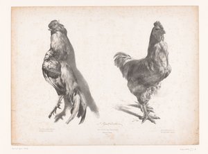 Study of a Dead and a Live Chicken