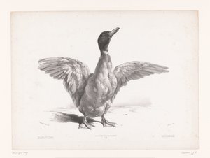 Study of a Duck with Spread Wings