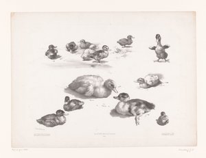 Studies of Ducks and Ducklings (Animal Studies) by Jules Joseph Augustin Laurens