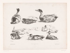 Studies of Groups of Lying Ducks by Jules Joseph Augustin Laurens