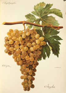 Aspiran grape
