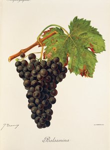 Balsamina grape by Jules Troncy