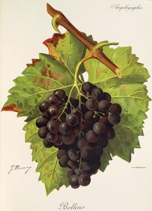 Bellino grape by Jules Troncy