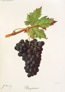 Berzamino grape by Jules Troncy