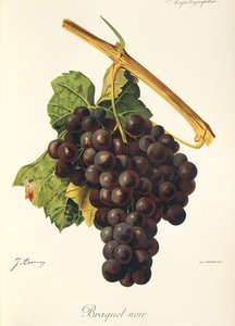 Braquet Noir grape
