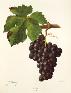 Cot grape by Jules Troncy
