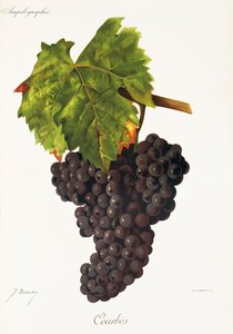 Courbes Grape by Jules Troncy