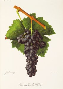 Etraire del