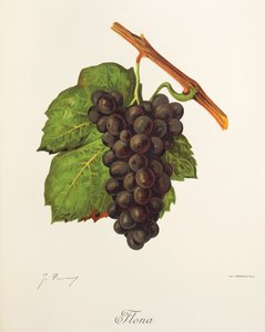 Flona grape