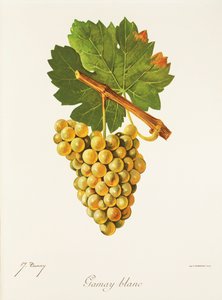 Gamay Blanc Grape by Jules Troncy