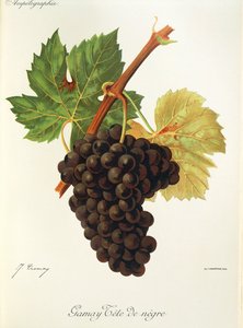 Gamay Tete de Negre grape by Jules Troncy