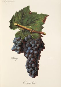 Genouillet Grape by Jules Troncy
