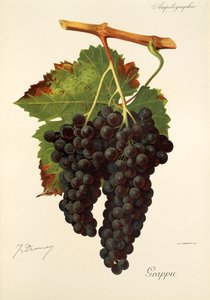 Grappu Grape