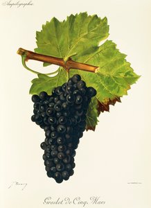 Groslot de Cinq Mars Grape by Jules Troncy
